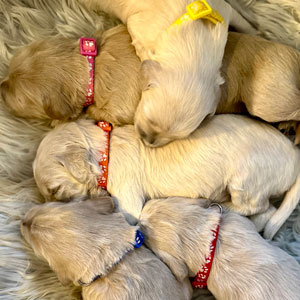 Picture of Phoebe's New Puppies